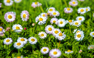 Fototapeta premium White small daisies blooming on grass background 