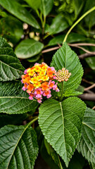 red and yellow flower