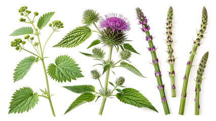 High-quality botanical illustration of nettle, burdock, and horsetail plants on a white background, fresh and natural style, ideal for beauty product packaging.