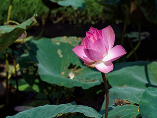 Lotus
