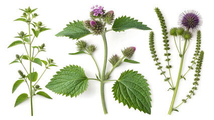 High-quality botanical illustration of nettle, burdock, and horsetail plants on a white background, fresh and natural style, ideal for beauty product packaging.