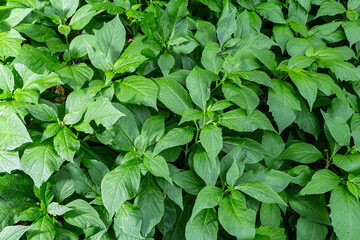 Vibrant green foliage covering the ground in a dense natural setting during daylight hours...