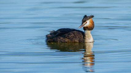 Grèbe huppé male adulte