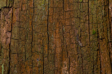 Detailed texture of aged tree bark showcasing intricate patterns and natural color variations found...