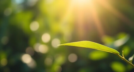Single Green Leaf Bathed in Sunlight with Bokeh Background