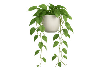 Verdant trailing houseplant hanging from sleek white ceramic container, showcasing lush green foliage against clean transparent backdrop