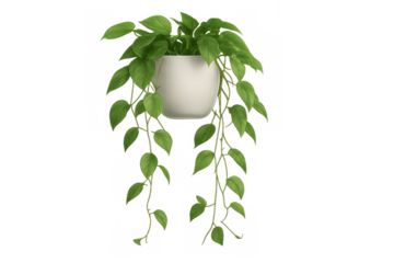 Verdant trailing houseplant hanging from sleek white ceramic container, showcasing lush green foliage against clean transparent backdrop
