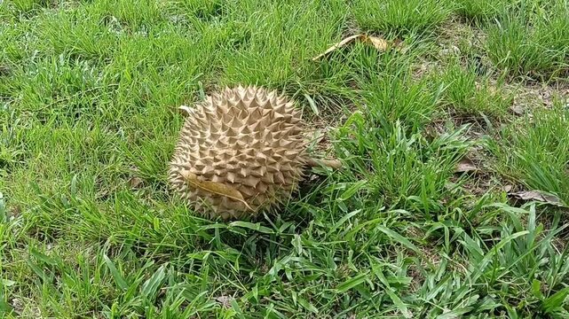  Durio zibethinus or durian fruits on the ground after its falls  under itys tree close-up.musang king variety. photo taken in malaysia