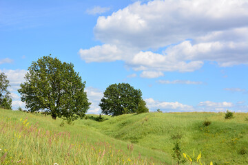 Green hills with some trees Under a Blue Sky with Fluffy Clouds copy space