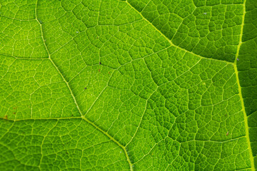 Close-up view of a vibrant green leaf showcasing its intricate vein patterns and texture in natural light during daytime
