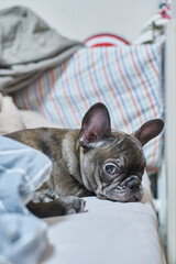 gray french bulldog gray lying on bed small puppy