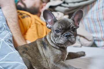 gray french bulldog gray lying on bed small puppy