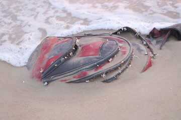 Education Lost in the Waves – Discarded Backpack on Shore