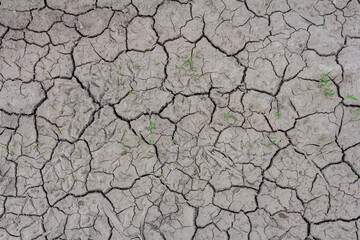Dry cracked earth with patches of green grass growth in a drought-affected area during the warm season