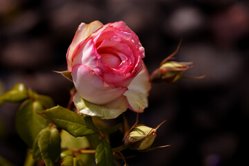 Close-up of red rose with water droplets on petals, showcasing nature's beauty. A fresh blooming flower, perfect for romantic, floral designs, gifts, and celebration themes