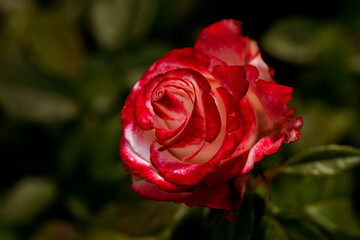 Close-up of red rose with water droplets on petals, showcasing nature's beauty. A fresh blooming flower, perfect for romantic, floral designs, gifts, and celebration themes