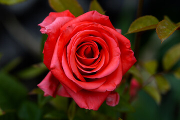 Close-up of red rose with water droplets on petals, showcasing nature's beauty. A fresh blooming flower, perfect for romantic, floral designs, gifts, and celebration themes