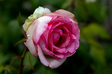 Close-up of red rose with water droplets on petals, showcasing nature's beauty. A fresh blooming flower, perfect for romantic, floral designs, gifts, and celebration themes