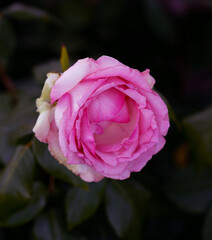 Close-up of red rose with water droplets on petals, showcasing nature's beauty. A fresh blooming flower, perfect for romantic, floral designs, gifts, and celebration themes