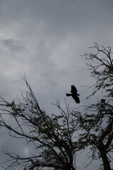 crow in the sky