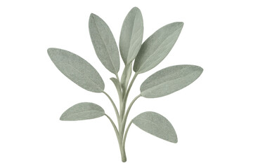 Sage sprig close-up, displaying soft, velvety green leaves against transparent backdrop, perfect for culinary or design needs