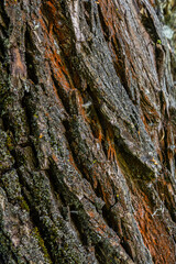 Textured tree bark reveals intricate patterns and colors in a close-up view at a forest during midday