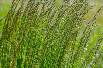 Tall green grass sways gently in the breeze under clear blue sky during a warm afternoon in a serene meadow