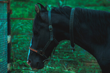 Black horse profile, halter, India; lush green background.