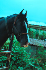 Close-up portrait of a black and white horse in India, captured against a lush green backdrop.
