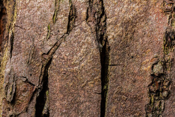Detailed close-up of textured tree bark showcasing natural patterns and crevices found in a forest during daylight