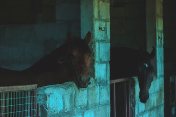 Two horses in stable stalls, India. Dark, moody composition.