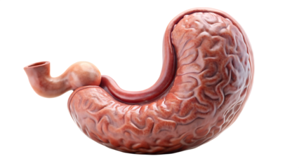 A stylized human stomach with a brainlike texture, symbolizing the connection between the brain and digestion, isolated on a transparent background