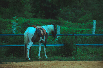 Saddled pinto horse stands by a fence in rural India. Serene, tranquil scene.