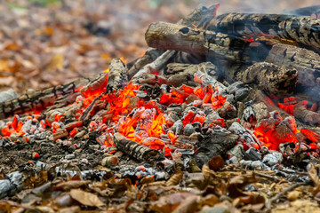 Charred logs and glowing embers smoldering in an outdoor fire pit surrounded by fallen leaves in a forest setting