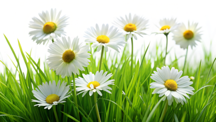 A cluster of white daisies with yellow centers bloom vibrantly in lush green grass under bright sunlight isolated on transparent background