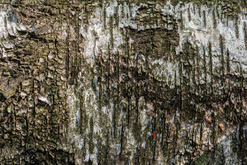 Textured bark of a tree showcasing natural patterns and colors in a forest environment during daylight hours