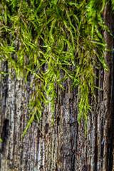 Obraz premium Close-up of vibrant green moss growing on a weathered tree trunk in a shaded forest during daytime