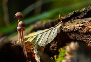 Discovering Mycena galericulata growing among fallen leaves and decaying wood in a serene forest...