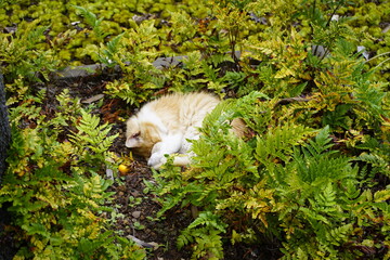 Fototapeta premium Sleeping cat in the Botanical Garden of Funchal, Madeira – Portugal.