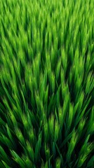 Naklejka premium Verdant sea of lush barley spikes whispers secrets of Imbolc and Lammas, embodying earth's verdurous renewal