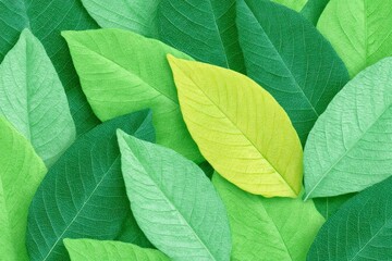 Emerald mosaic of leaves, heralding an eco-rebirth for Earth Day and solstice celebrations with verdant whispers of renewal