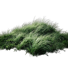 Lush green grass field, slightly out of focus
