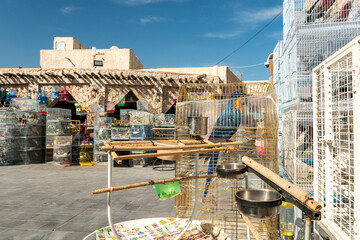 Colorful parrots in cages at the bird market in Doha, Qatar. Traditional Middle Eastern animal market with exotic birds and vibrant details.