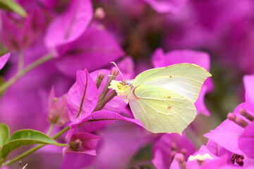 Schmetterling 1412