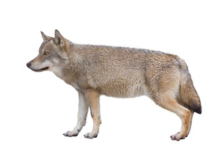  gray wolves isolated on white background