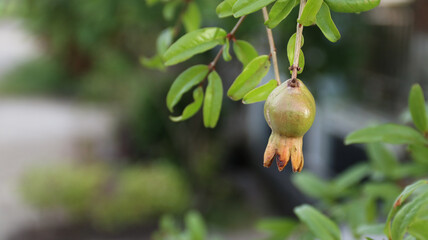 Buah delima (Indonesia), Pomegranate or Punica granatum