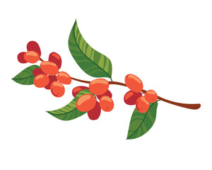 Vector illustration depicting a coffee branch with ripe red berries and bright green leaves. Clipart for a coffee shop or coffee plantation. Flat style.