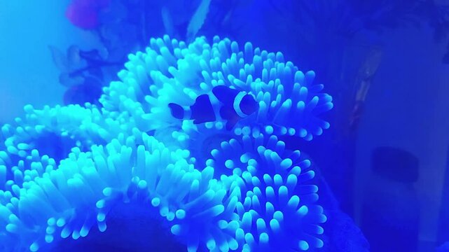 Clownfish Swimming Among Glowing Sea Anemones Under Blue Aquarium Light