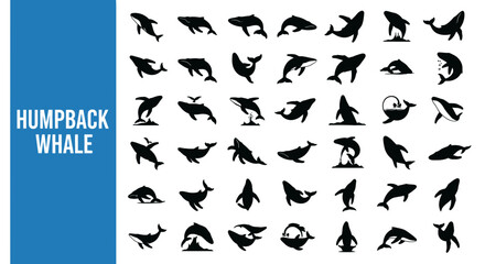 Naklejka premium Humpback Whale Silhouette Icon: Marine Mammal & Ocean Life Black Vector