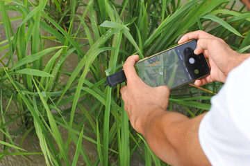 A man captures rice leaves in a paddy field using a smartphone with a macro lens, illustrating the use of digital technology in plant monitoring and modern precision agriculture. Selective focus